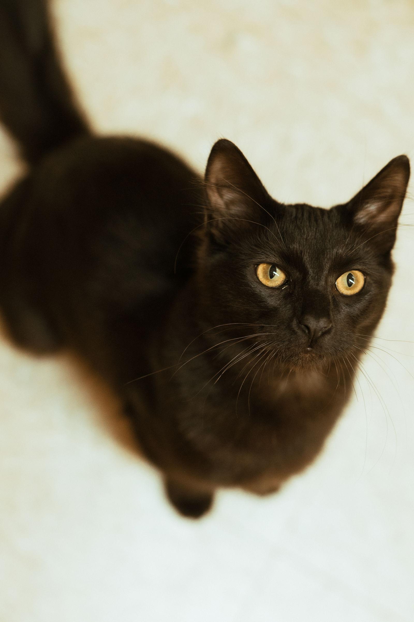 Enlarge Tippy Toes, a Adoptable Domestic Medium Hair in McKinney, TX image 1/3