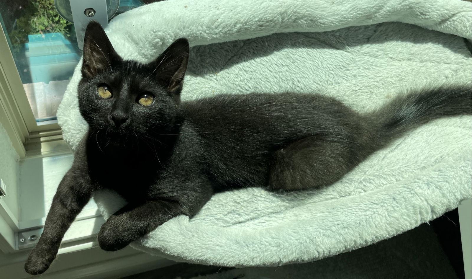 Enlarge Tippy Toes, a Adoptable Domestic Medium Hair in McKinney, TX image 2/3