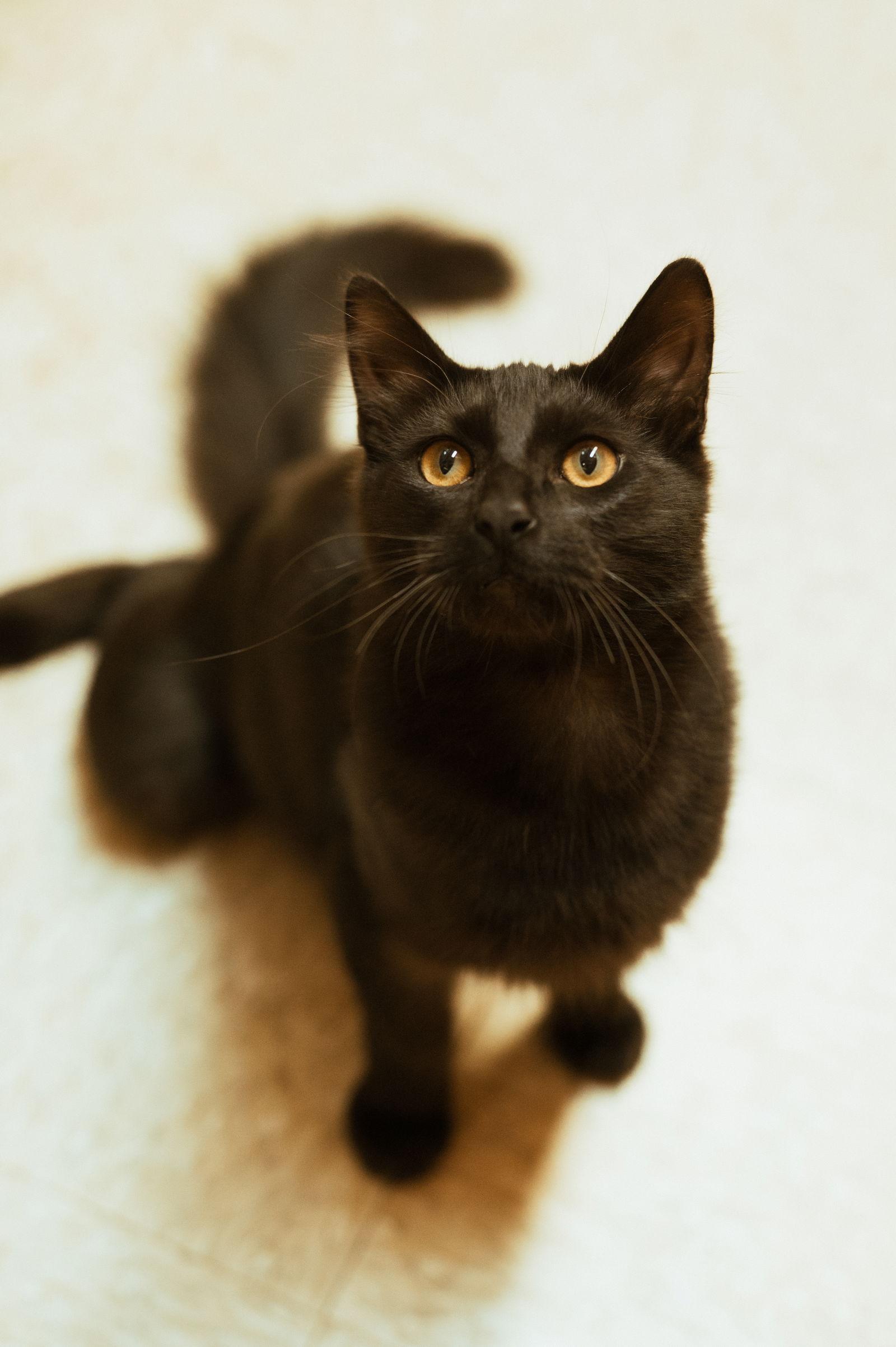 Enlarge Tippy Toes, a Adoptable Domestic Medium Hair in McKinney, TX image 3/3
