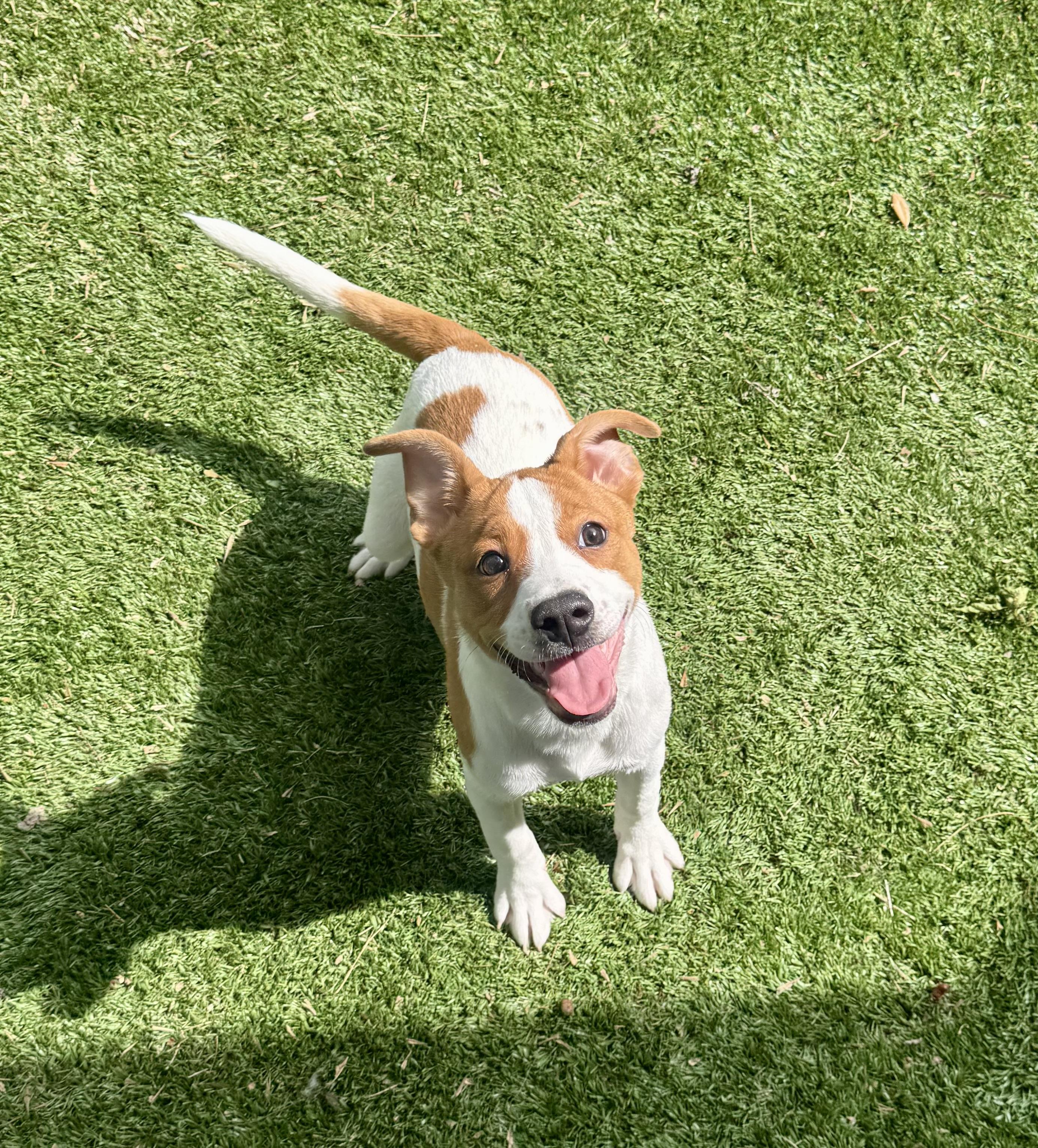 Enlarge Roxy, an adopted mixed breed in Haltom City, TX image 1/1