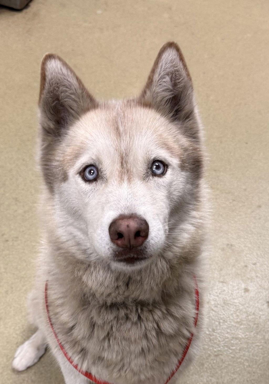 Rayo 32971, Adoptable, Senior Female Siberian Husky.