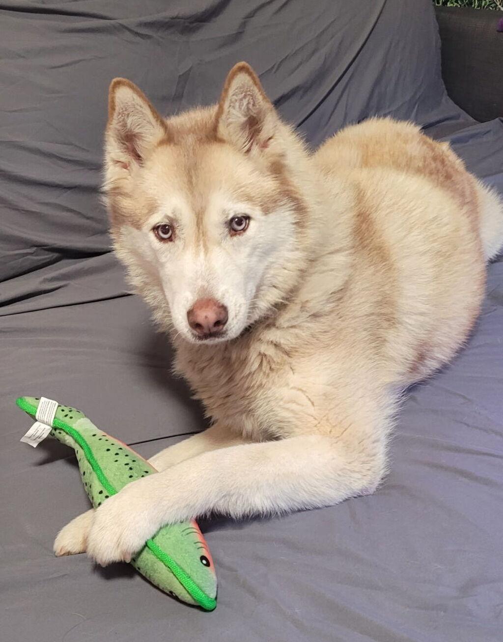 Enlarge Rayo 32971, a Adoptable Siberian Husky in Petaluma, CA image 2/2