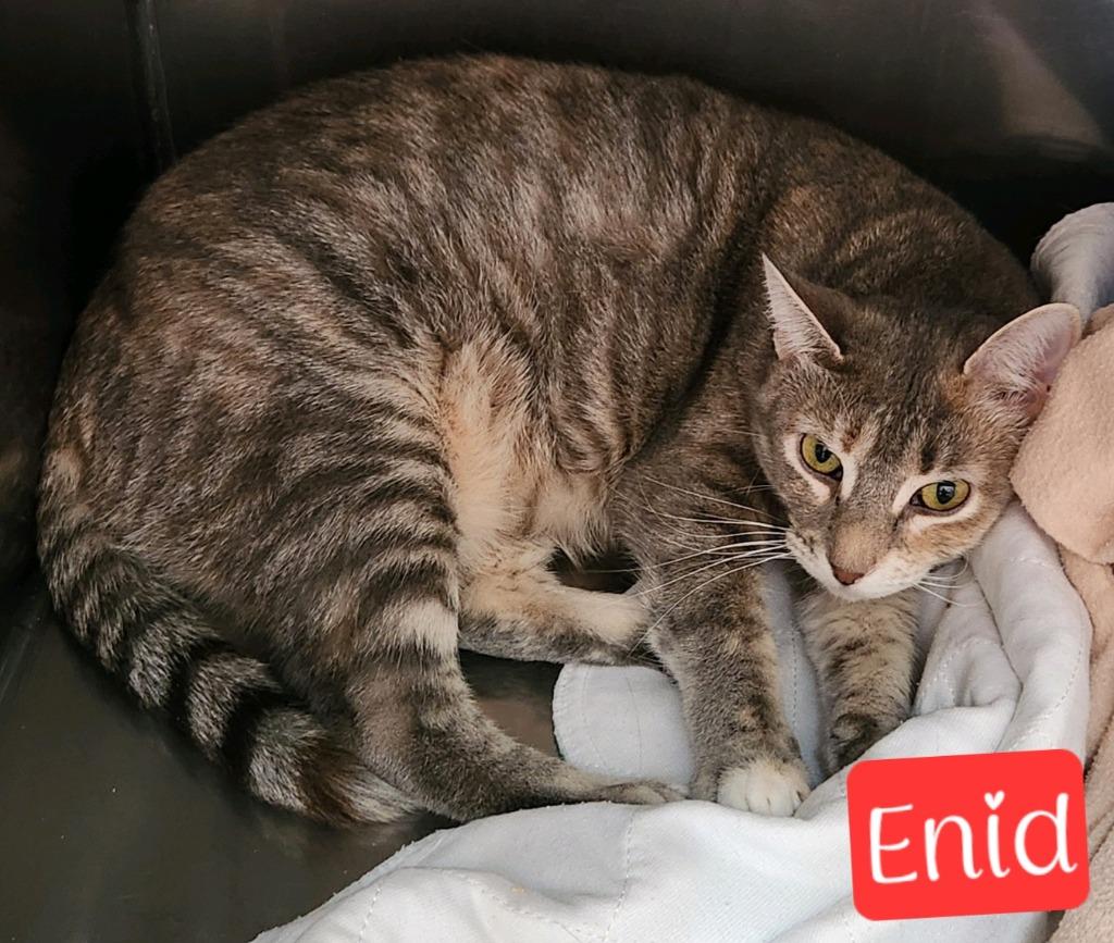 Enid, Adoptable, Adult Female Domestic Short Hair.
