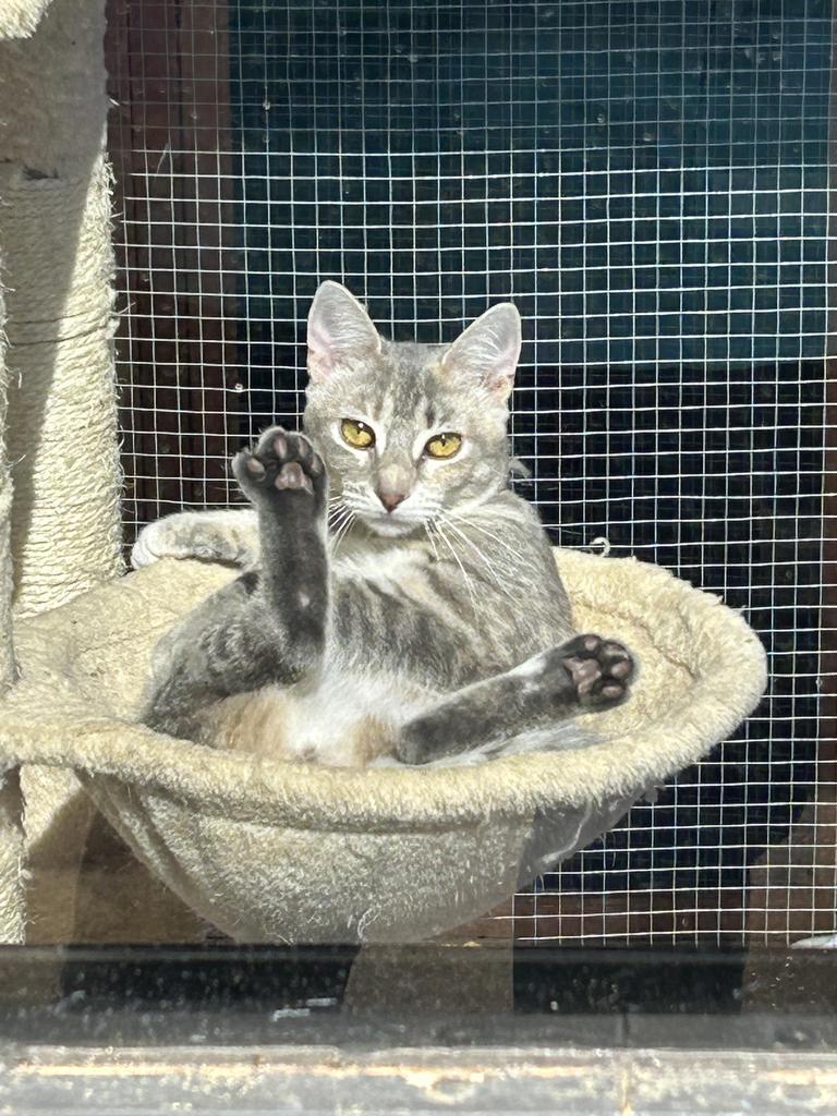 Enid, Adoptable, Adult Female Domestic Short Hair.