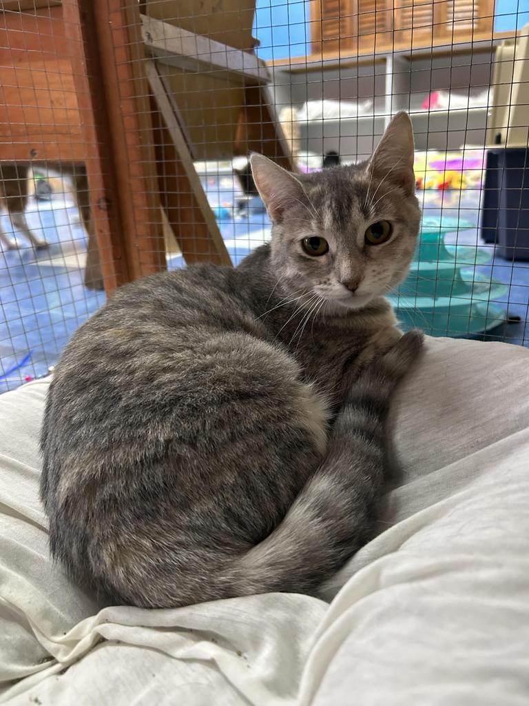 Enlarge Enid, a Adoptable mixed breed in Jim Thorpe, PA image 3/6