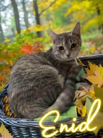 Enlarge Enid, a Adoptable mixed breed in Jim Thorpe, PA image 4/6