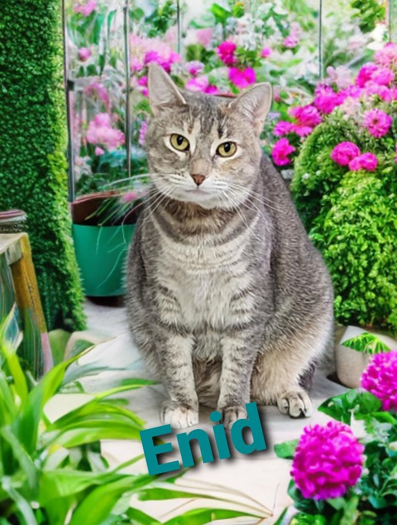 Enlarge Enid, a Adoptable mixed breed in Jim Thorpe, PA image 5/6