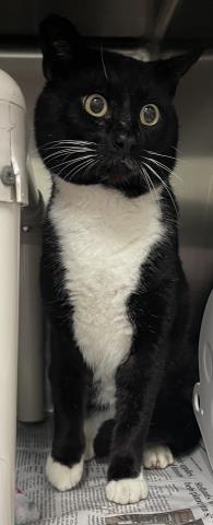 CHAPLIN, Adoptable, Adult Male Domestic Short Hair.