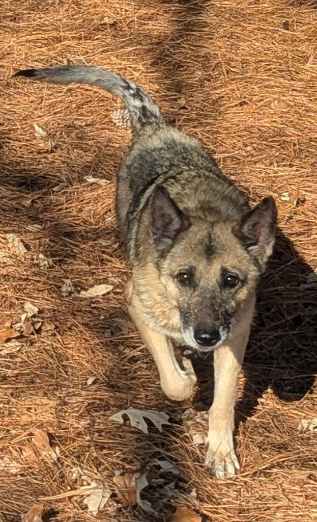 Enlarge Sunny In Foster, a Adoptable Mixed Breed in Danielsville, GA image 2/5