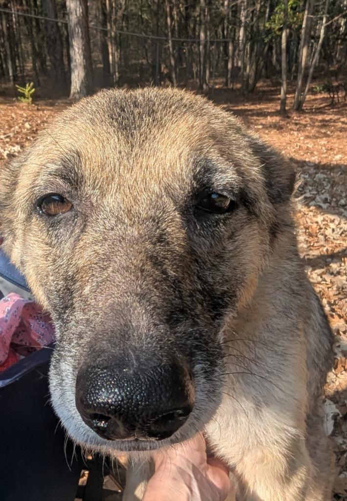 Sunny In Foster, Adoptable, Adult Female Mixed Breed.