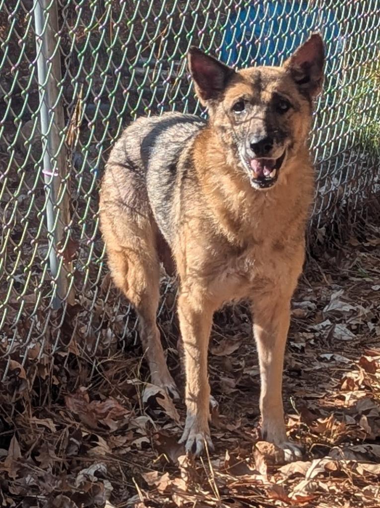 Enlarge Sunny In Foster, a Adoptable Mixed Breed in Danielsville, GA image 4/5