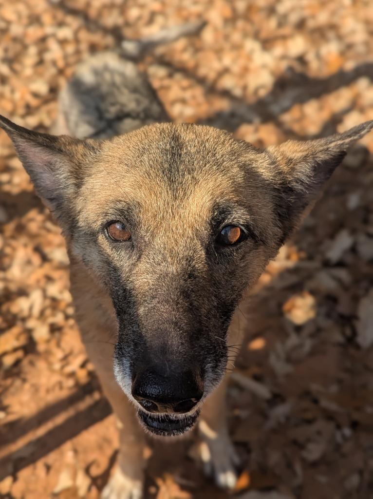 Sunny In Foster, a Adoptable Mixed Breed in Danielsville, GA image 5/6