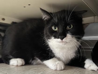 Enlarge Toph, a Adoptable mixed breed in Erin, ON image 2/2