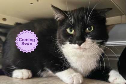 Enlarge Toph, a Adoptable mixed breed in Erin, ON image 1/2