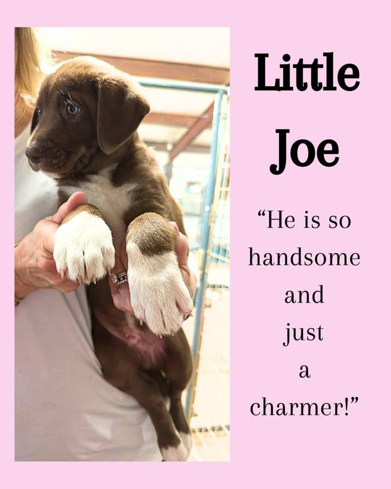 Little Joe thumbnail 2