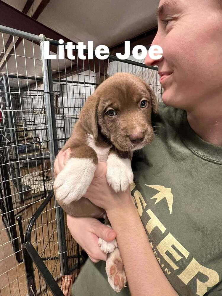 Little Joe thumbnail 3