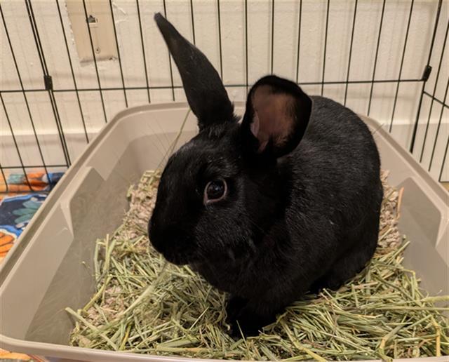 ANDROMEDA, Adoptable, Adult Female Bunny Rabbit.