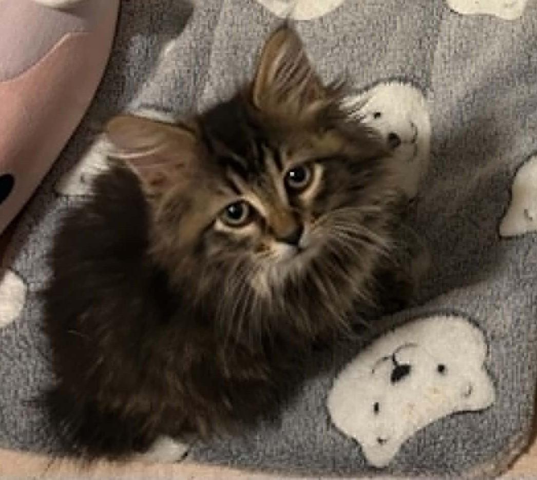 Collins, adopted, Kitten Male Maine Coon & Tabby.