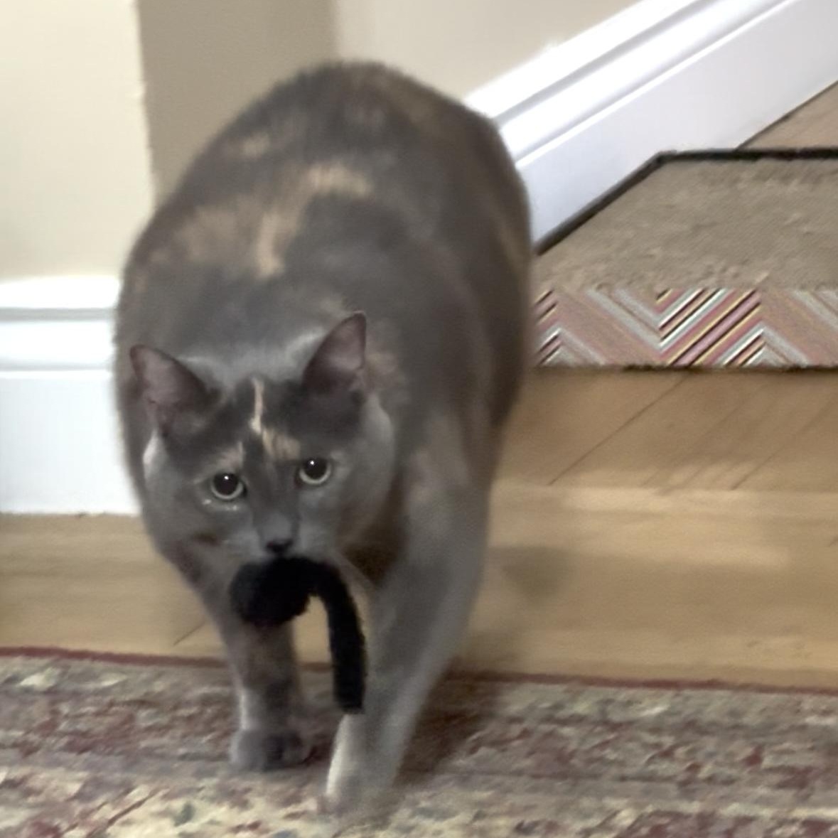 Lucy, a Adoptable Domestic Short Hair in Ottawa, ON image 2/3