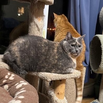 Lucy, a Adoptable Domestic Short Hair in Ottawa, ON image 3/3