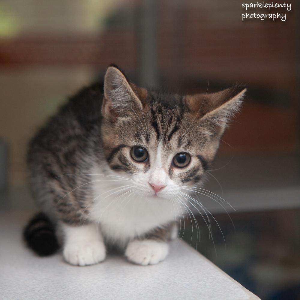 Crystal, adoptable, Kitten Female Domestic Short Hair.