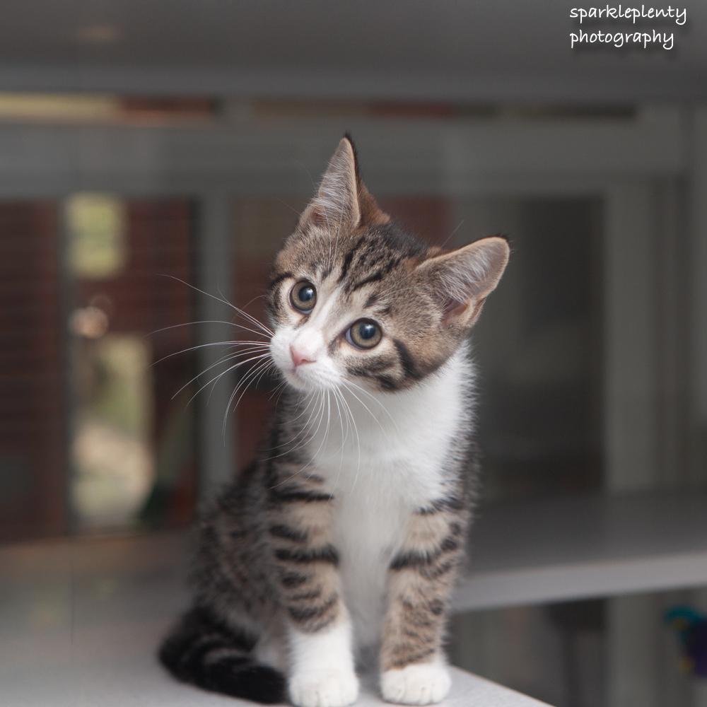 Crystal, an adoptable Domestic Short Hair in Ridgefield, CT image 2/2