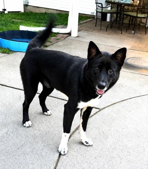 Enlarge Chase, a Adopted mixed breed in York, PA image 1/4