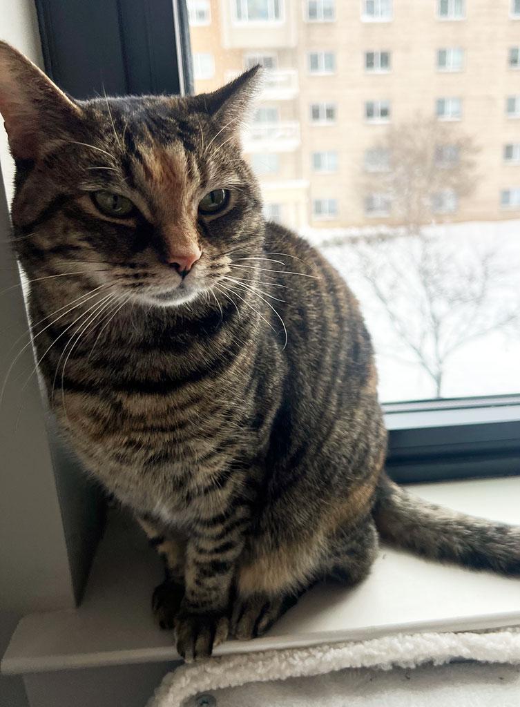 Pending! Willow, Adoptable, Young Female Domestic Short Hair.