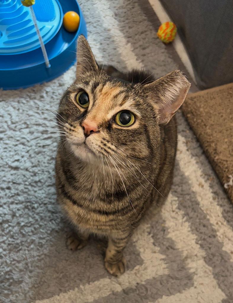 Enlarge Pending! Willow, a Adoptable Domestic Short Hair in Bowie, MD image 2/5