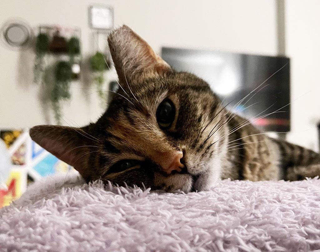 Enlarge Pending! Willow, a Adoptable Domestic Short Hair in Bowie, MD image 4/5