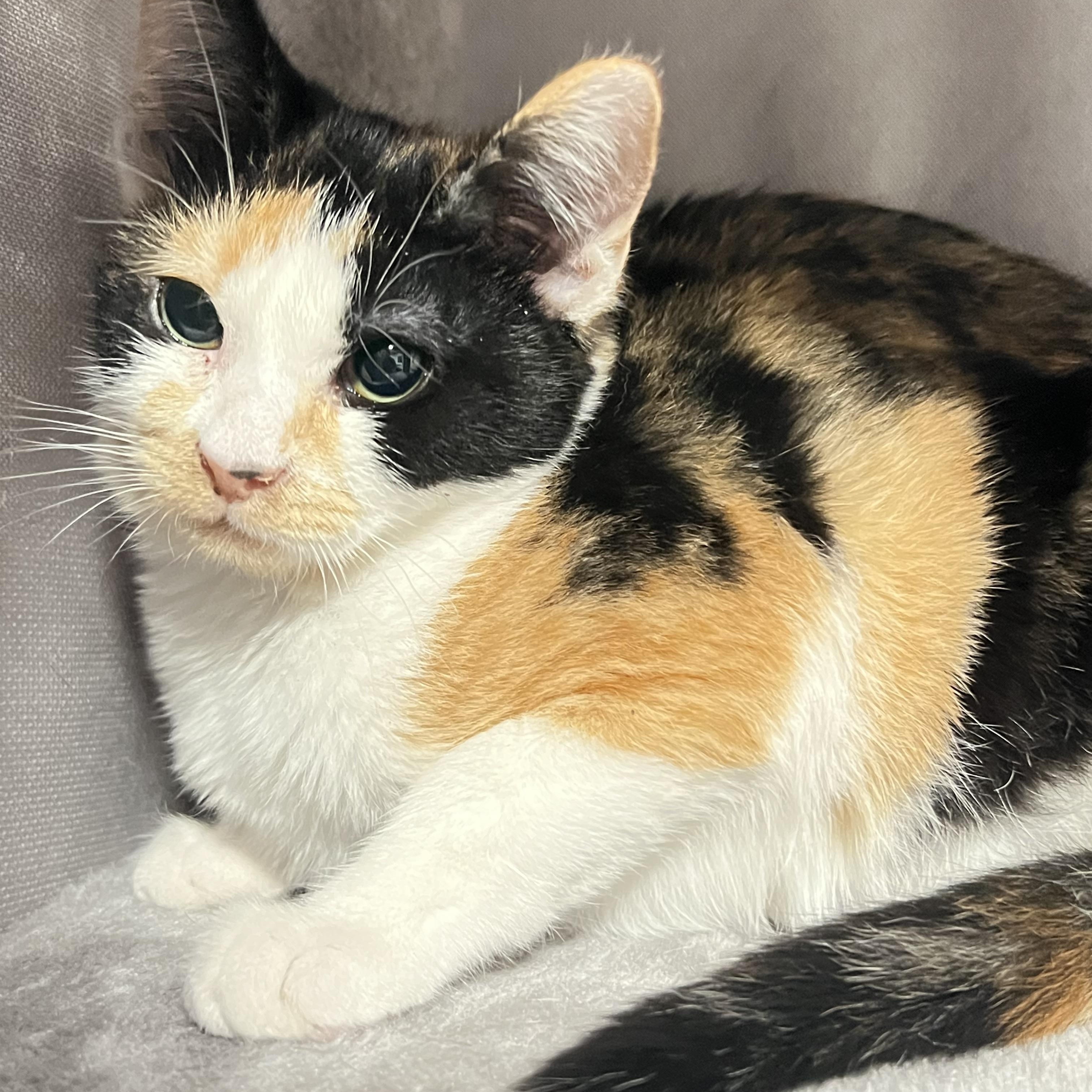 Enlarge Princess, a ADOPTABLE Domestic Short Hair in Mesa, AZ image 2/2