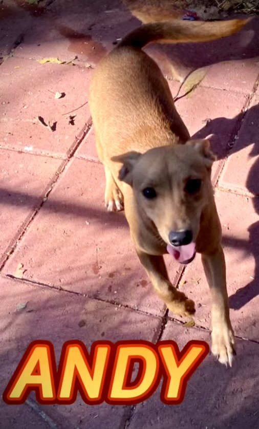 Andy, an adoptable Chihuahua & Dachshund Mix in Hartwell, GA_image-1
