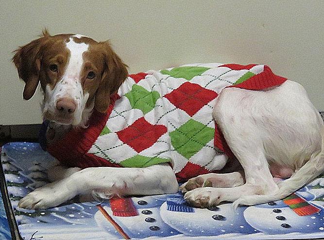 Enlarge VA/Buddy, a Adoptable mixed breed in Roanoke, VA image 1/3