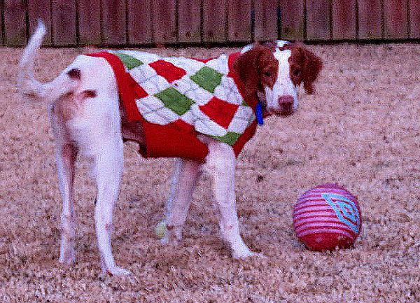 Enlarge VA/Buddy, a Adoptable mixed breed in Roanoke, VA image 2/3