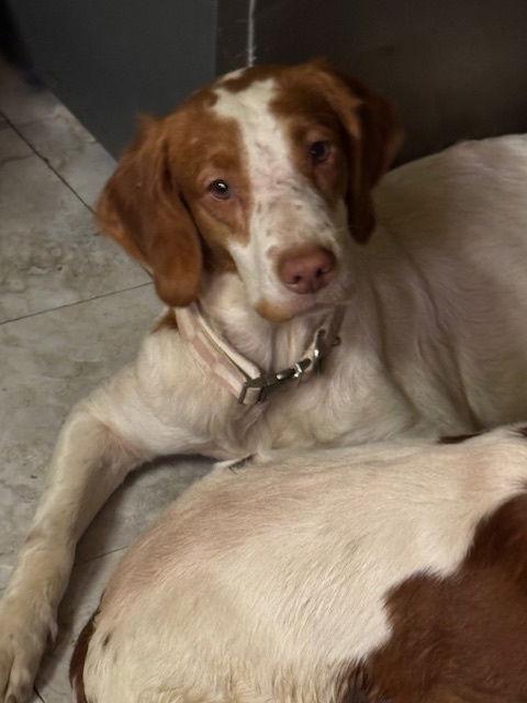 Enlarge VA/Buddy, a Adoptable mixed breed in Roanoke, VA image 3/3