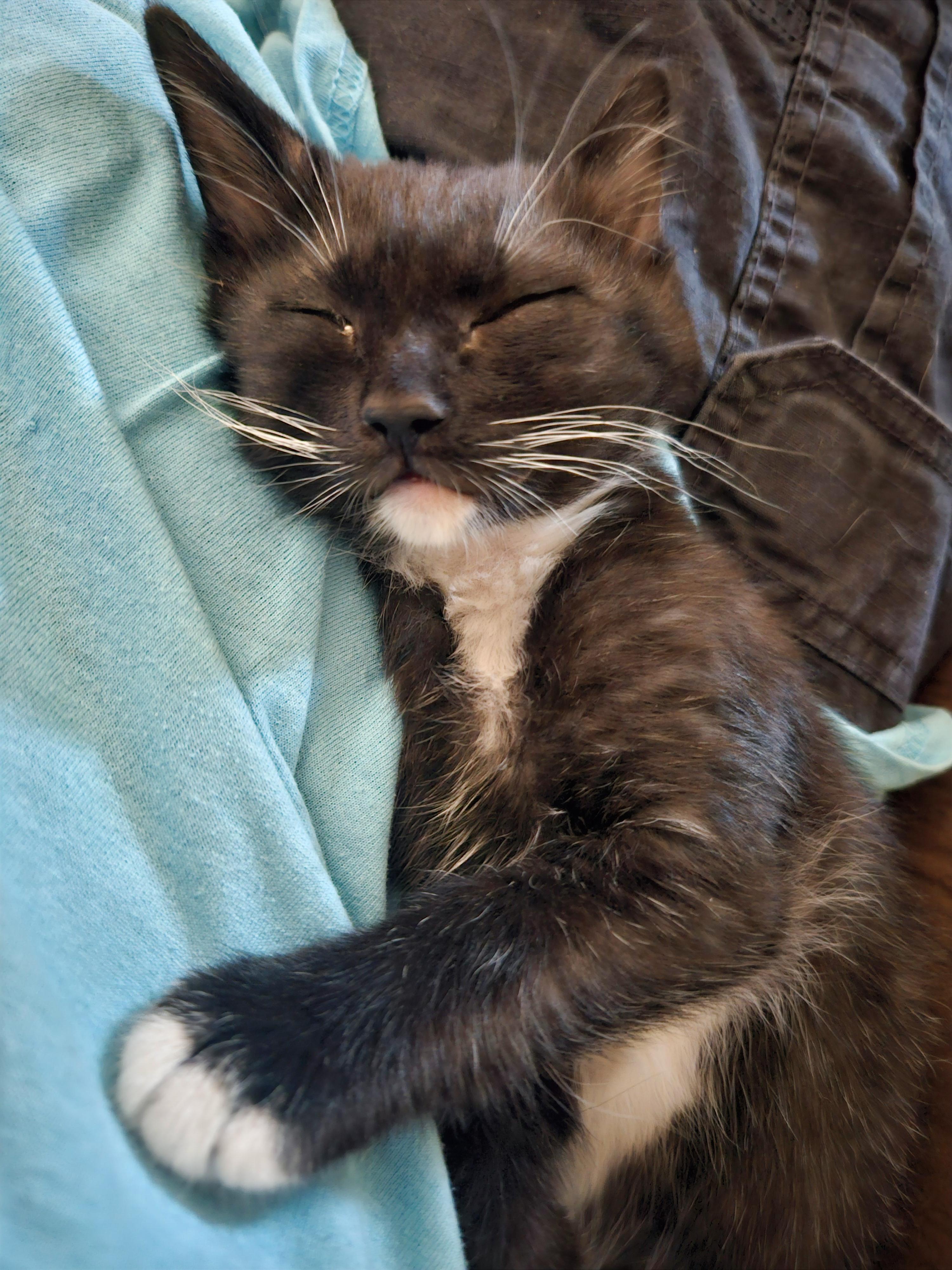 Enlarge Beau, an adopted Domestic Short Hair in Las Vegas, NV image 2/3