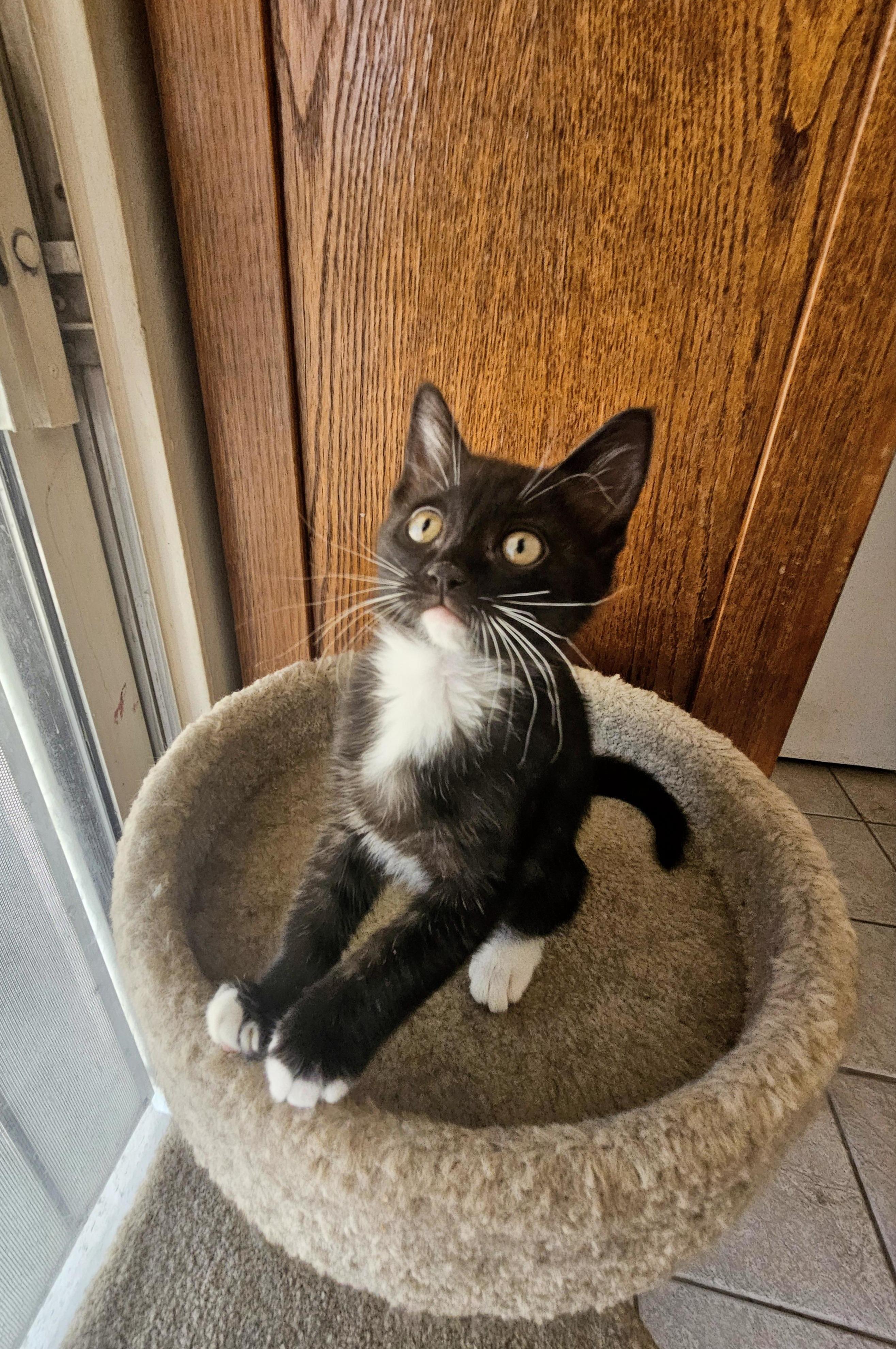 Beau, adopted, Kitten Female Domestic Short Hair.
