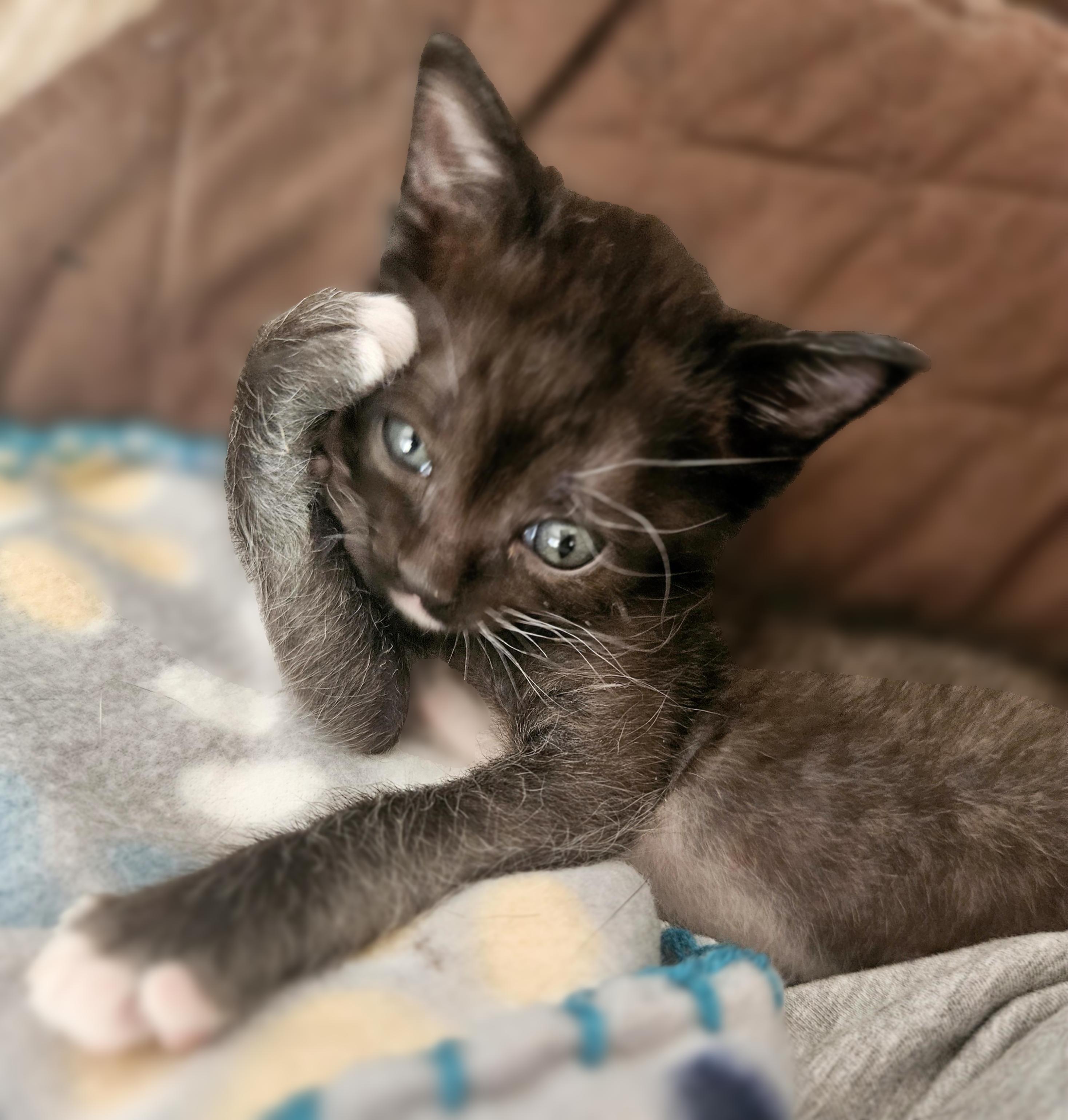 Enlarge Beau, an adopted Domestic Short Hair in Las Vegas, NV image 3/3