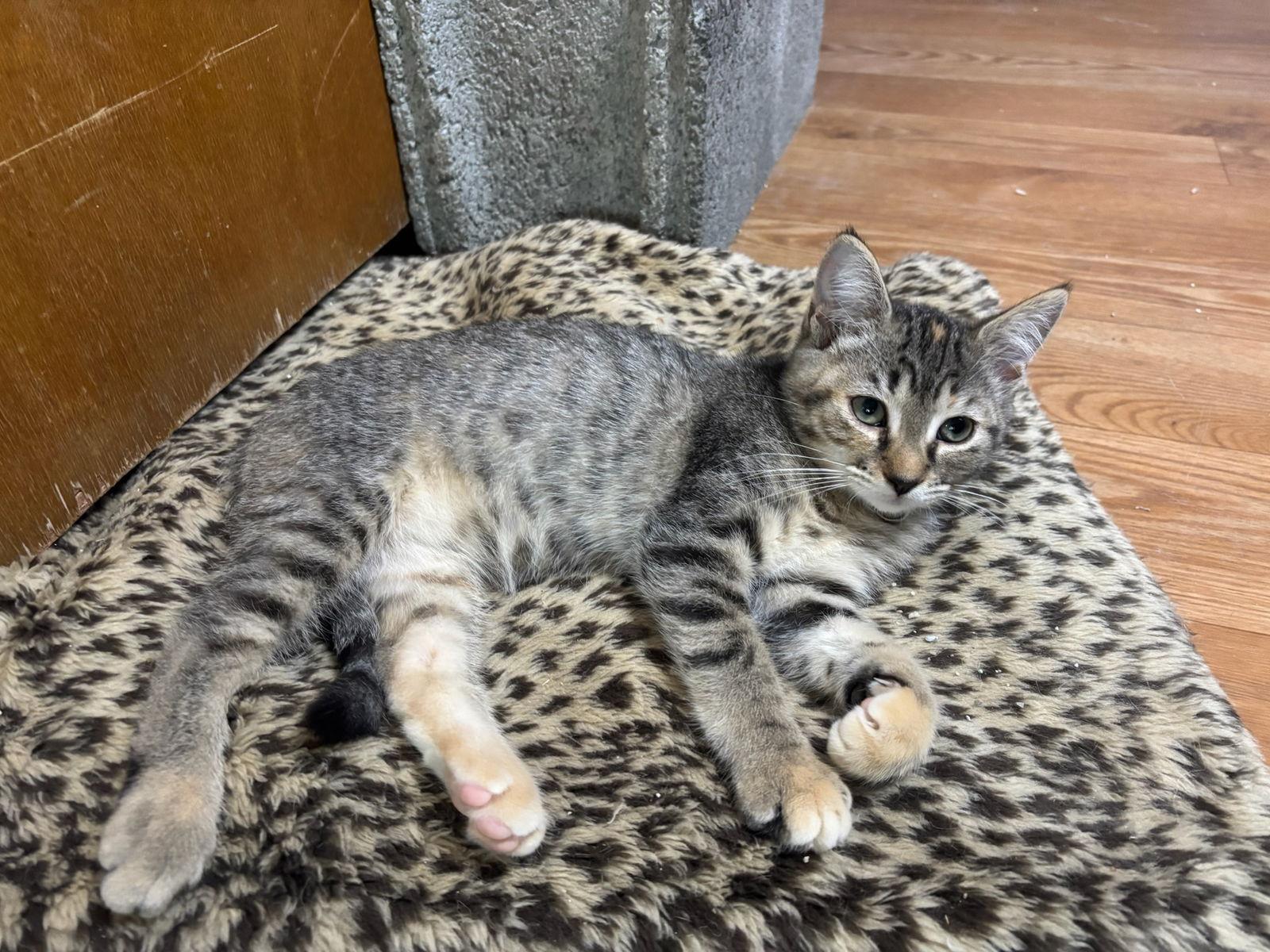 Tabitha, a Adoptable Tabby in Hopewell, VA image 2/3