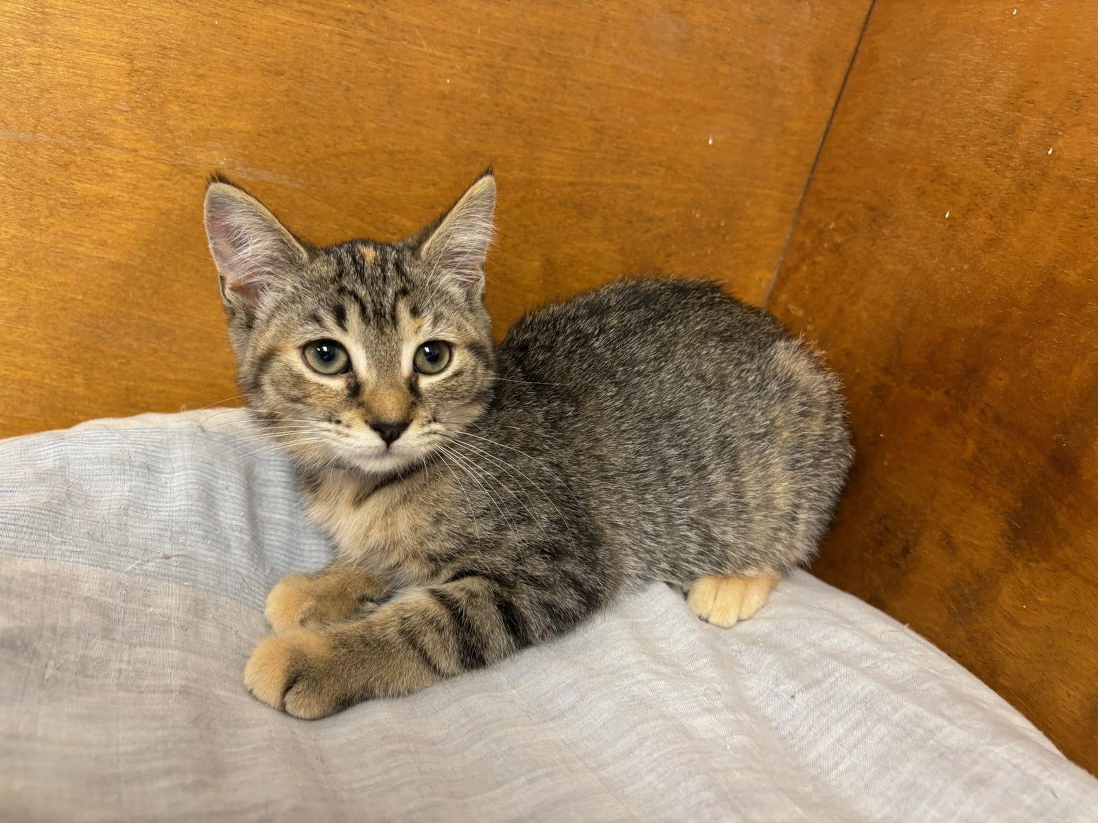Tabitha, a Adoptable Tabby in Hopewell, VA image 3/3