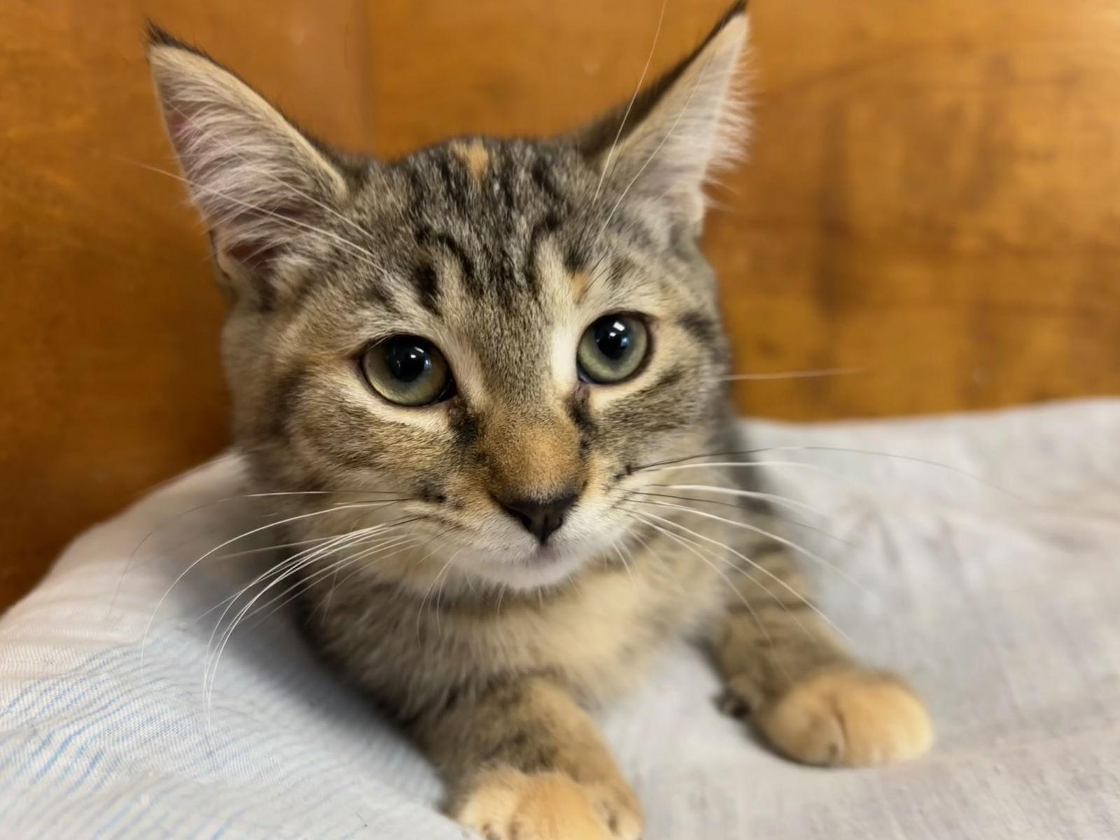 Tabitha, a Adoptable Tabby in Hopewell, VA image 1/3