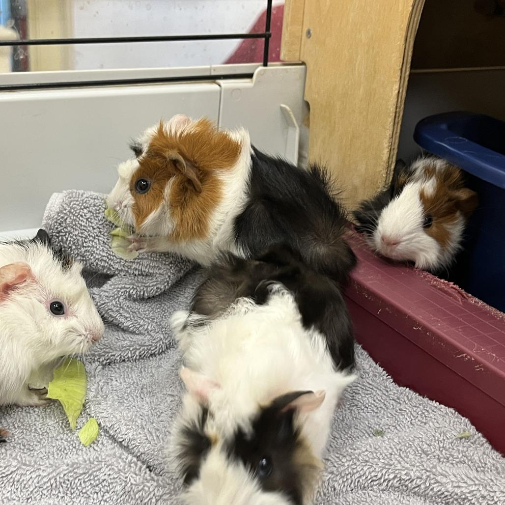 Percy, Adoptable, Baby Male Guinea Pig.