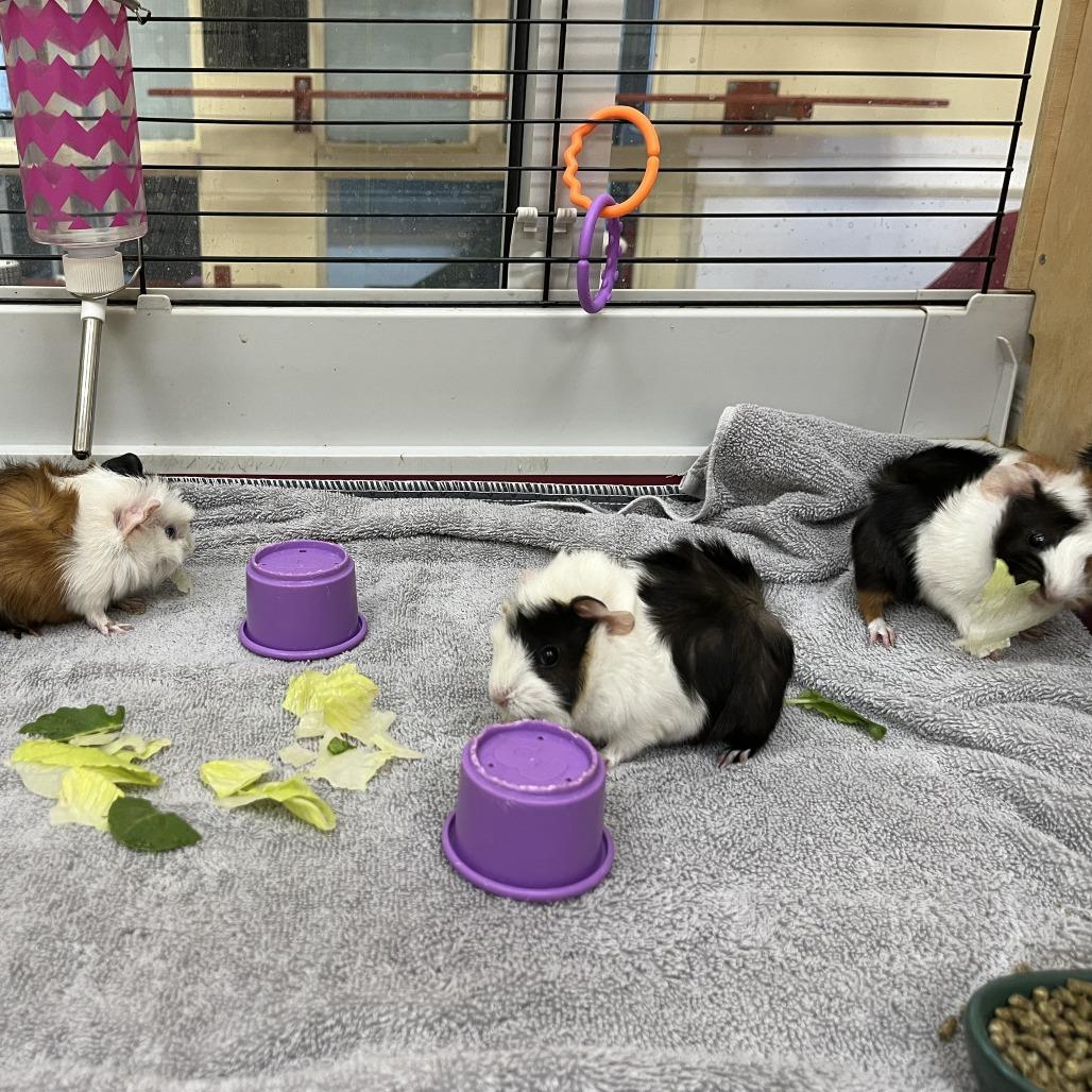 Enlarge Percy, a Adoptable Guinea Pig in Bedford, NH image 2/2
