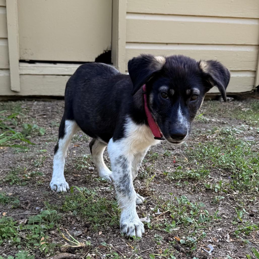 Wallen, a Adoptable mixed breed in Brownsville, TX image 2/2