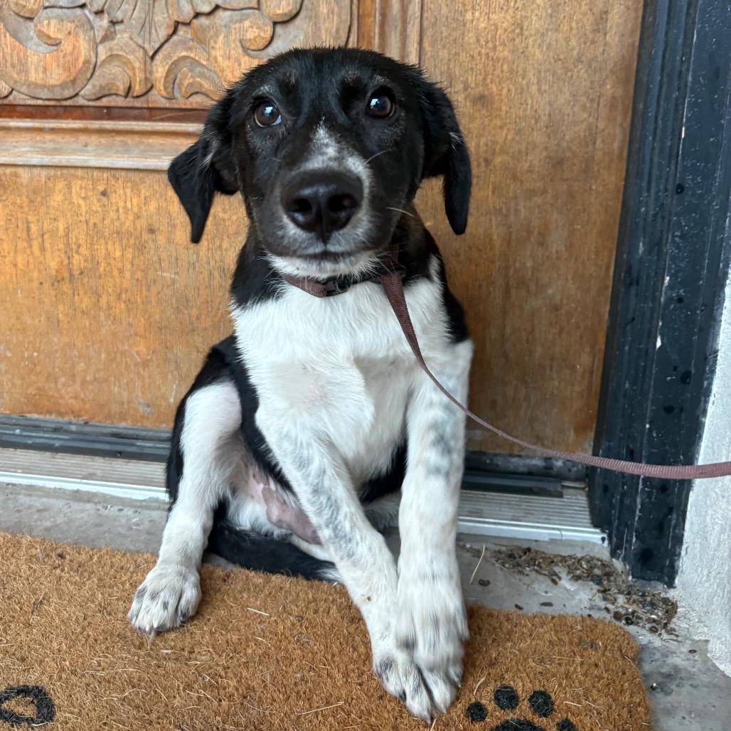 Wallen, Adoptable, Puppy Male Border Collie & Australian Cattle Dog / Blue Heeler.