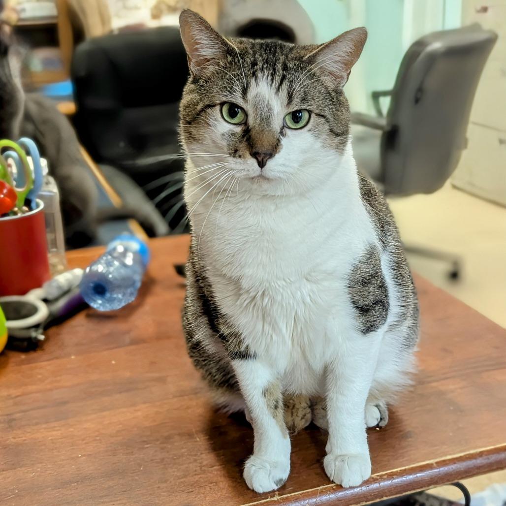 Tracey, Adoptable, Adult Female Domestic Short Hair.