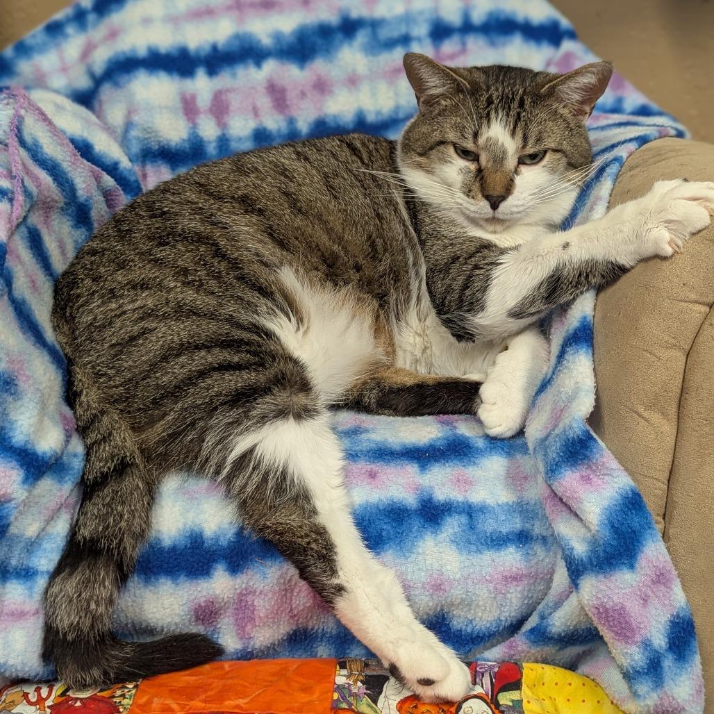 Enlarge Tracey, a Adoptable Domestic Short Hair in Buffalo, NY image 2/2