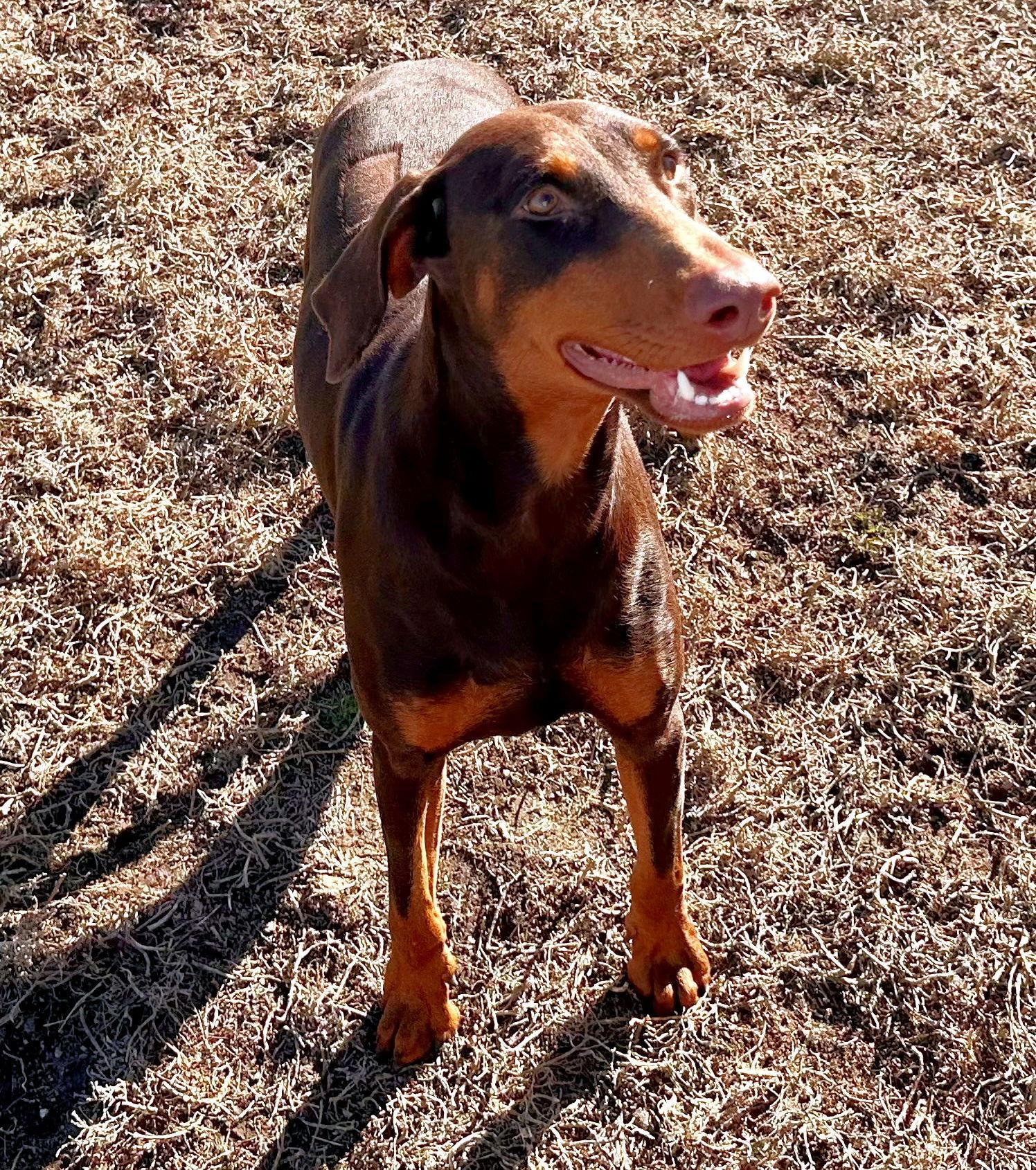Bree, Adoptable, Young Female Doberman Pinscher.