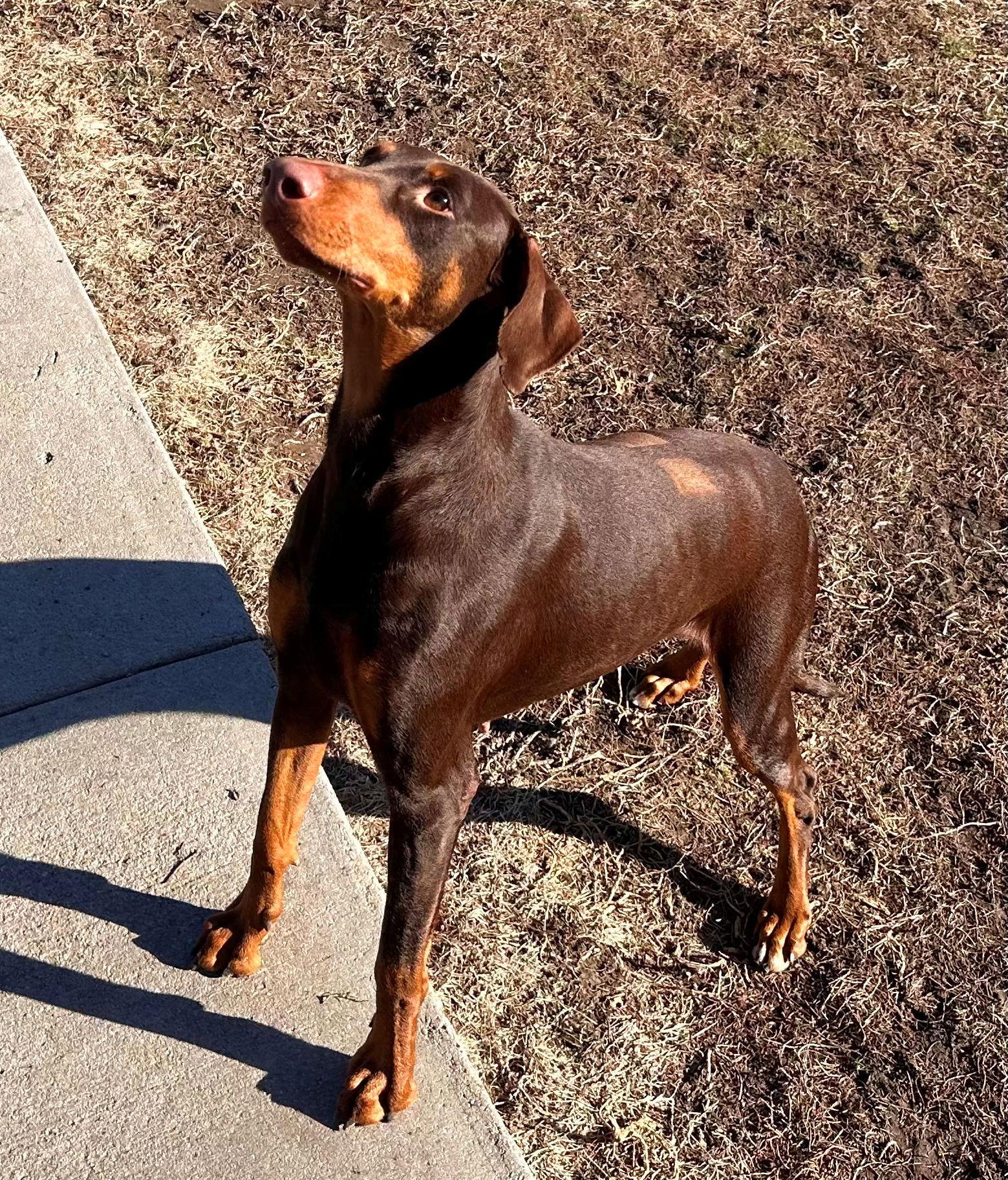 Enlarge Bree, a Adoptable Doberman Pinscher in Omaha, NE image 2/3