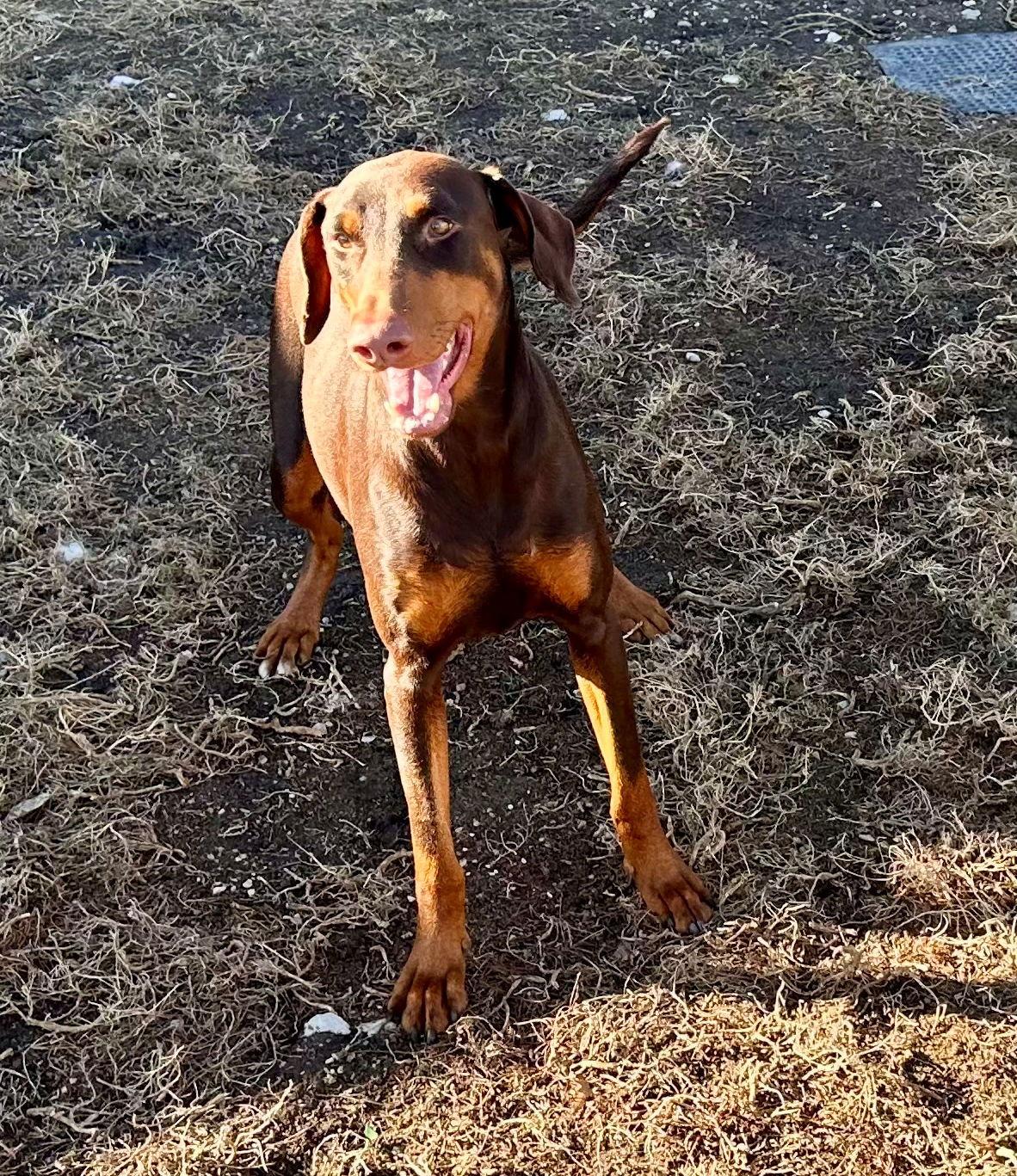 Enlarge Bree, a Adoptable Doberman Pinscher in Omaha, NE image 3/3